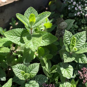 May include: Close-up of fresh green mint leaves with a textured surface. The leaves are a vibrant green color, with some lighter green new growth visible. The image is taken outdoors, with other plants in the background.