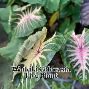 Waikiki Colocasia Live Plant in 3&quot; Pot Royal Hawaiian Taro Elephant Ear Exotic Foliage 6–10” Tall Indoor Outdoor Tropical