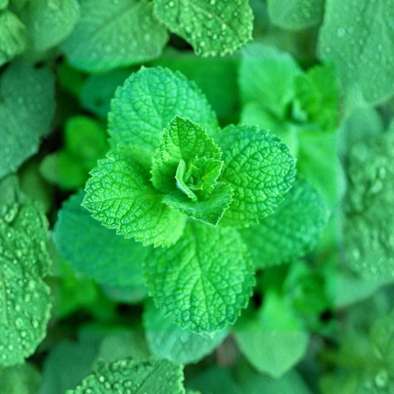 May include: Close-up of vibrant green mint leaves, showcasing textured surfaces and intricate veining. The image highlights the fresh, verdant color and the plant's natural details. The leaves are densely packed, creating a lush, organic pattern.