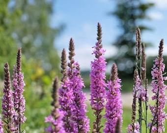 Winged Loosestrife Seeds, Native Wildflower, Moist Soil, Pollinator Garden, 500 Seeds