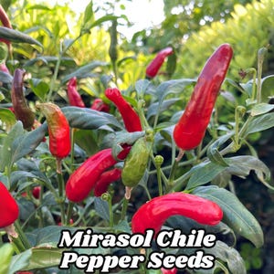 Mirasol Chile Pepper Seeds (50) NuMex Variety Peruvian Cuisine Favorite Medium Heat Heirloom Non-GMO Free US Shipping