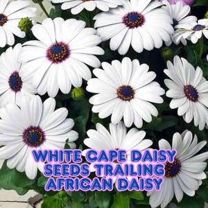 35 White Cape Daisy Seeds Trailing African Daisy Osteospermum Blue-Eyed Daisy Long Blooming Elegant Garden Flower