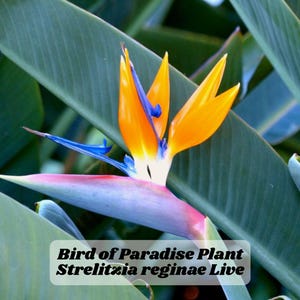 Bird of Paradise Plant Strelitzia reginae Live Tropical Houseplant 6&quot;+ Tall Indoor or Outdoor Exotic Flower Zone 9–11