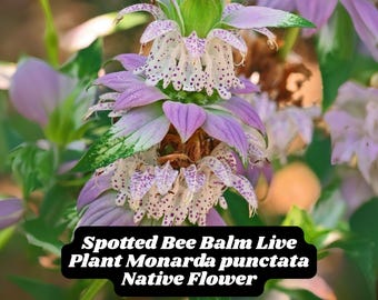 Spotted Bee Balm Live Plant Monarda punctata Native Flower Deer Resistant Pollinator Magnet Zones 3–9 FREE SHIPPING