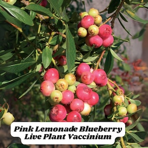 Pink Lemonade Blueberry Live Plant Vaccinium Rabbiteye 6–8” Starter in Pot Low Chill Fruit Bush Zones 4–9 FREE SHIPPING