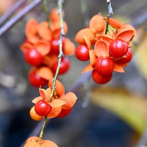 May include: Close-up of a plant with clusters of bright red berries and orange petals. The berries are round and shiny, contrasting with the softer texture of the petals. The plant's stems are thin and brown, with a blurred background.