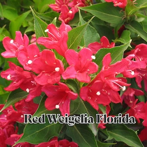 1 Red Weigela Florida Live Plant 6–12&quot; Tall Starter in 4&quot; Pot Hummingbird Shrub with Red Trumpet Blooms Hardy Zones 4–8