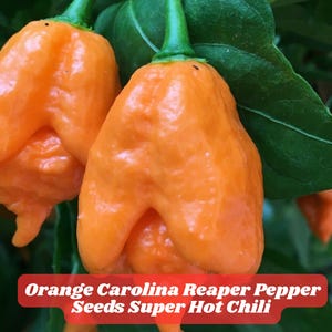 100 Orange Carolina Reaper Pepper Seeds Super Hot Chili Rare Capsicum chinense Garden Seeds USA Spicy Pepper Plant