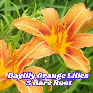Daylily Orange Lilies (5 Bare Root) Live Perennial Plants Summer Blooming Easy-Care Flowers for Full Sun Garden Color Splash