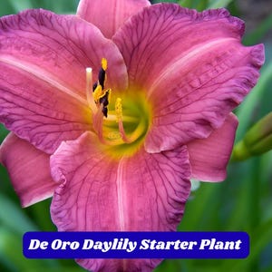 De Oro Daylily Starter Plant 1 Bare Root Purple Red Pink Blooms Hemerocallis Perennial Easy Care Pollinator-Friendly USA Grown