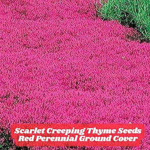600 Scarlet Creeping Thyme Seeds Red Perennial Ground Cover Fragrant Low Growing Plant Rock Garden Lawn Alternative