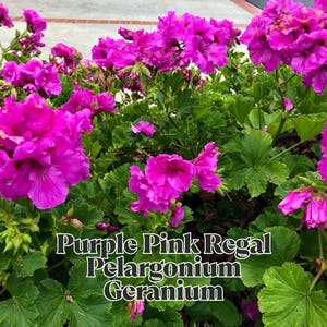 Purple Pink Regal Pelargonium Geranium 3 x 6&quot; Cuttings Orchid-Like Fancy Blooms Live Starter Plants No Roots or Soil