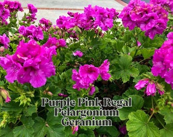 Purple Pink Regal Pelargonium Geranium 3 x 6&quot; Cuttings Orchid-Like Fancy Blooms Live Starter Plants No Roots or Soil