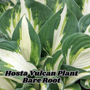 Hosta Vulcan Plant Bare Root Vibrant Yellow Green Shade Perennial Hardy Zones 4–9 Live Rooted Plant Garden Color Pop