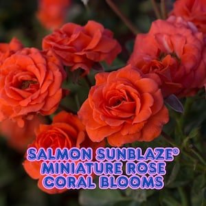 Salmon Sunblaze Miniature Rose Coral Blooms Hardy Live Rose Bush in 2.5&quot; Pot Patio Rose for Small Spaces & Containers