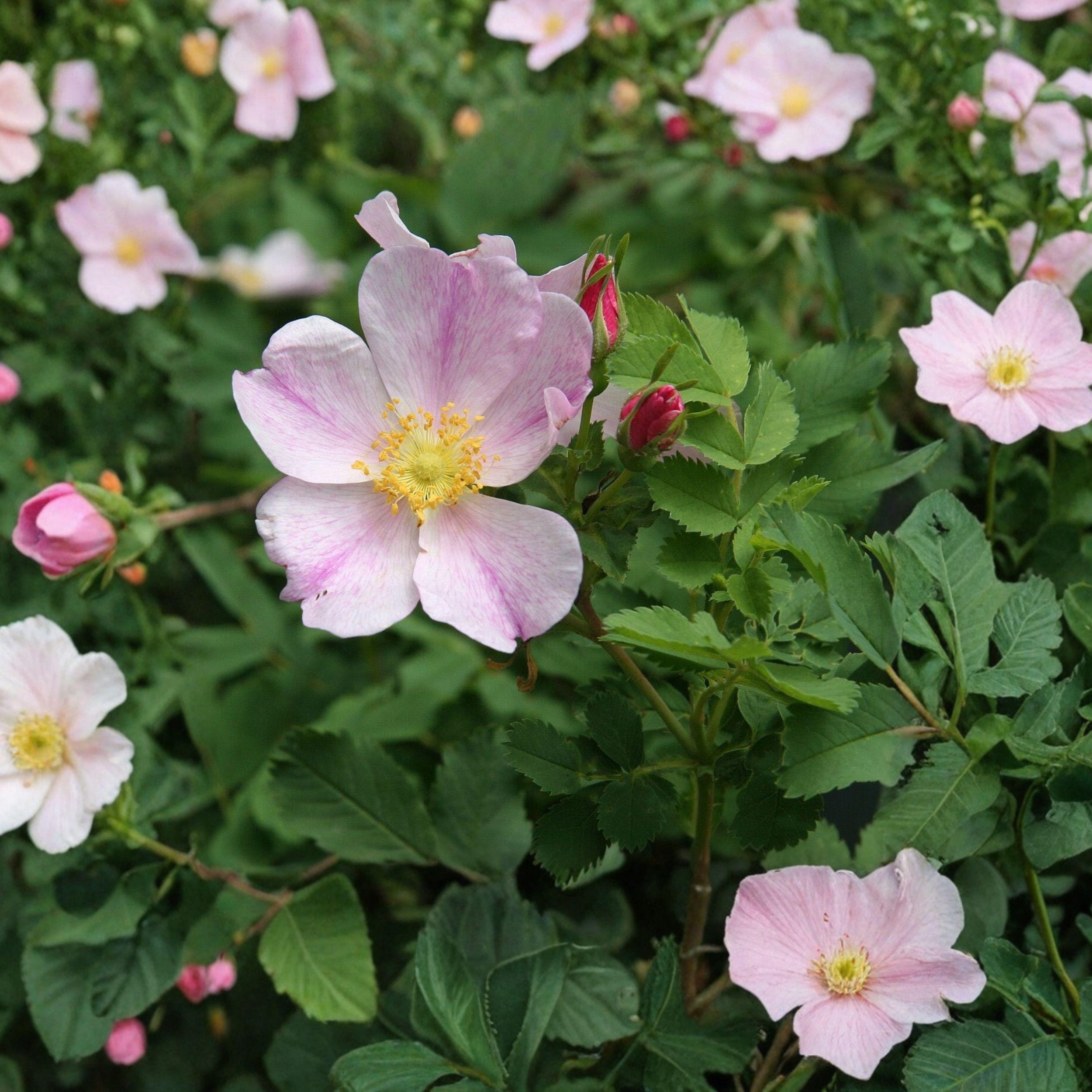 Rosa Arkansana 10 Seeds, Native Wild Rose Shrub, Pink Prairie Flower ...