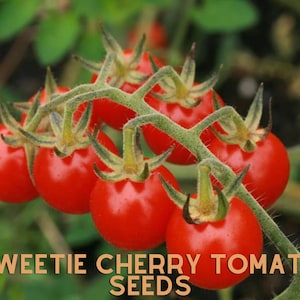 30 Sweetie Cherry Tomato Seeds Super Sweet NON-GMO Heirloom Indeterminate Vine free SHIPPING