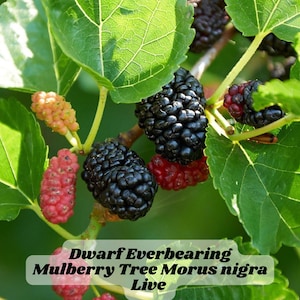 Dwarf Everbearing Mulberry Tree Morus nigra Live Plant Edible Fruit Patio-Friendly Fast-Growing Zones 5–10 6–7in Tall