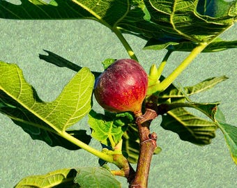 100+ Hardy Chicago Fig Seeds, USA Sourced, Garden Planting