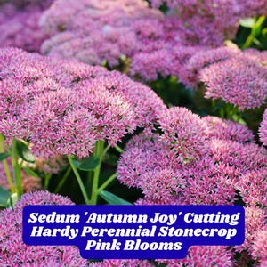 Sedum &#39;Autumn Joy&#39; Cutting Hardy Perennial Stonecrop Pink Blooms Easy Grow Low Water Deer Resistant 1pc Garden Starter