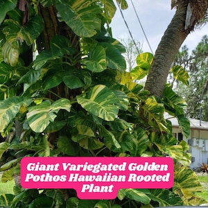 Giant variegated golden pothos hawaiian rooted plant in 2.5&quot; pot live climbing houseplant indoor vine not for AZ CA La TX