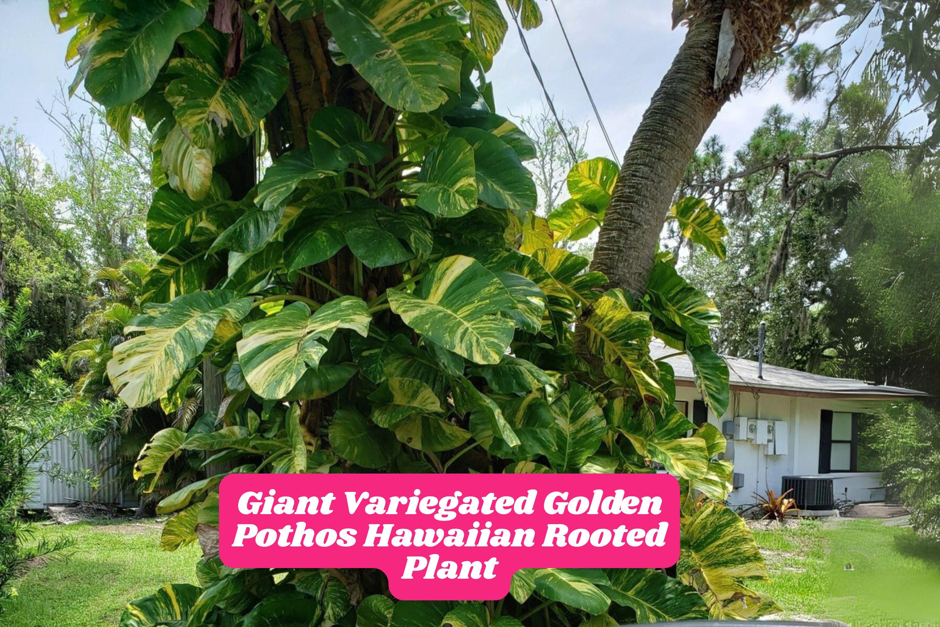 Variegated Golden Pothos Rooted Plant 4-8 Inches 1 Plant in Pot for Indoor  Climbing - Etsy