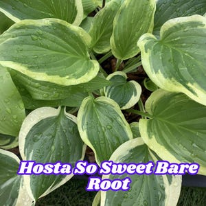 Hosta So Sweet Bare Root Shade-Loving Perennial Green Foliage Easy to Grow Live Plant for Garden Summer Blooms
