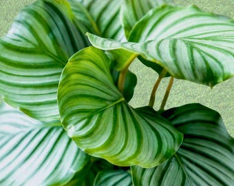 May include: Close-up of a Calathea Orbifolia plant with large, round leaves. The leaves are a vibrant green with striking silver-green stripes, creating a visually appealing pattern. The plant has a lush, full appearance, perfect for indoor decor.