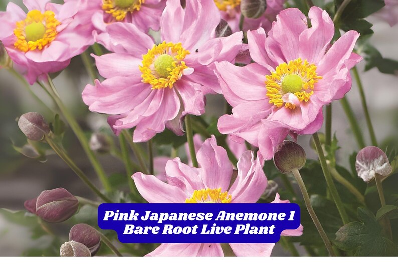 Pink Japanese Anemone Bare Root Starter Plant 5-10 Inches 1 Plant for ...