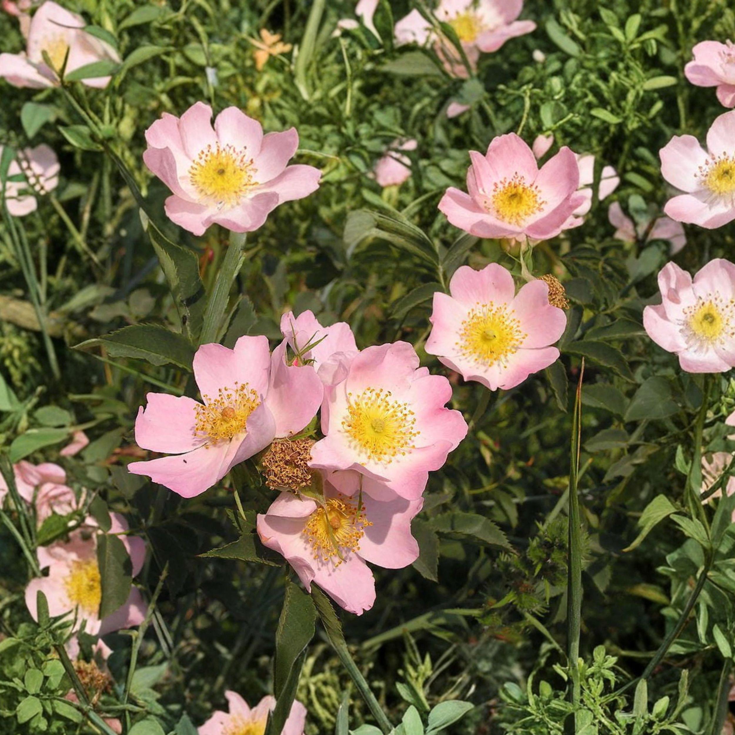 Rosa Arkansana 10 Seeds, Native Wild Rose Shrub, Pink Prairie Flower ...
