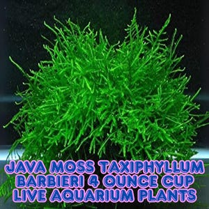 Java Moss Live Aquarium Plant 4oz Cup Taxiphyllum Barbieri Easy Shrimp Safe Moss Attach to Wood, Rock, Filter BUY 2 GET 1