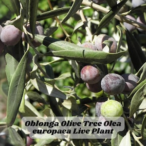 Oblonga Olive Tree Olea europaea Live Plant Frantoio Type Large Fruit Drought Tolerant 8&quot;+ Tall Zone 8–11 USA Seller