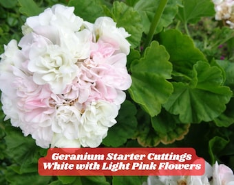 3 White & Light Pink Geranium Cuttings: Fragrant Pelargonium, Easy Grow