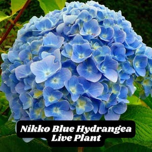 Nikko Blue Hydrangea Live Plant Mophead Hydrangea Starter Blue or Pink Blooms by Soil pH Zones 6–9 FREE SHIPPING