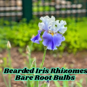Bearded Iris Rhizomes Bare Root Bulbs Drought Resistant Perennial White, Purple, Yellow Easy to Grow Ships from USA