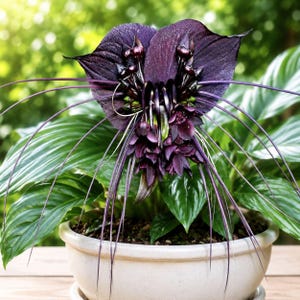 1 Black Bat Flower Starter Plant – Tacca chantrieri Live Rooted Exotic Ornamental Plant