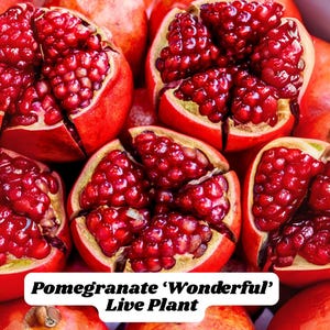 Pomegranate ‘Wonderful’ Live Plant Punica granatum Tree 6–8” Tall in 2.5” Pot Edible Fruit Zones 7–11 FREE SHIP