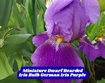 Dwarf Purple Bearded Iris Bulb: Miniature Perennial Spring Flower