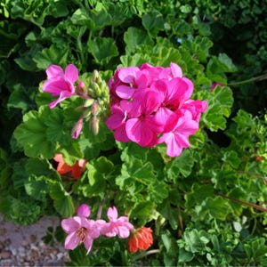 Pelargonium Pink Geranium, 30 unrooted cuttings 6 inches, fragrant flowering geranium for containers borders