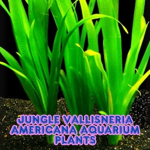 Jungle Vallisneria Americana BUY 2 GET 1 FREE Live Aquarium Plant Easy Background Grass Ribbon Aquatic Plant