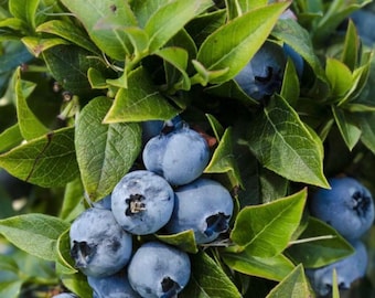 Top Hat Blueberry Starter Plants 2 Live Plants Dwarf Blueberry Bush Container Friendly – Sweet Early Fruit