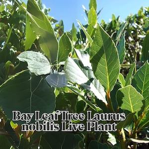 Bay Leaf Tree Laurus nobilis Live Plant Rooted Cutting Pesticide Free Hardy Bay Laurel Culinary Herb Tree
