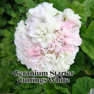 3 Geranium Starter Cuttings White with Light Pink Flowers 6” Unrooted Fragrant Pelargonium Easy Grow Ships Bare Root