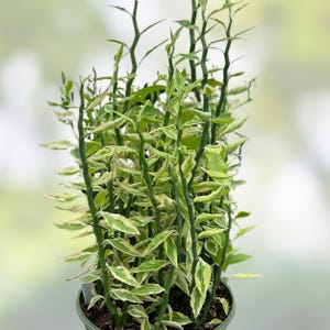 May include: A potted plant with slender, green stems and small, variegated leaves in shades of green and cream. The plant has a vertical growth pattern and is set against a soft, blurred background. The pot is a muted green color.