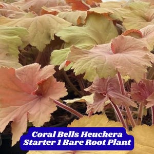 Coral Bells Heuchera Starter 1 Bare Root Plant Gold Orange Yellow Foliage Shade Perennial Pollinator Friendly Easy Grow