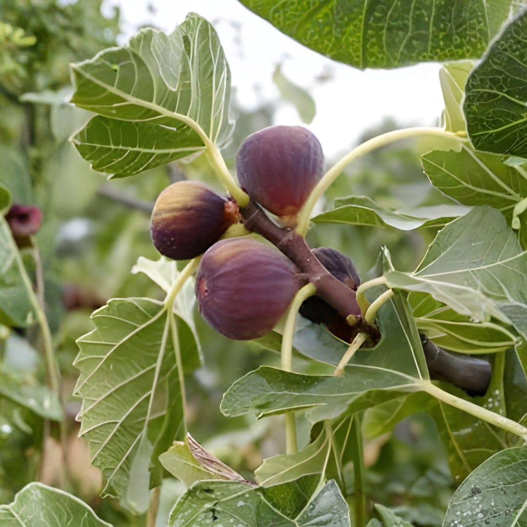 Ficus Magnolia Magnolia Fig Tree Plant, Ficus Carica, Sweet Fruit Tree for Garden ...