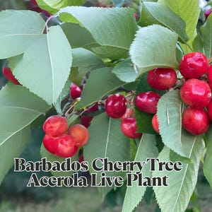Barbados Cherry Tree Acerola Live Plant Florida Sweet Variety Pesticide Free Non-GMO Starter Size