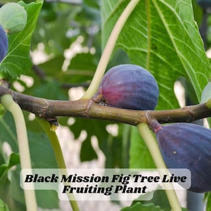 Black Mission Fig Tree Live Fruiting Plant Ficus carica 12–14” Starter Fast Grower Cold Hardy Sweet Figs Zone 7–9 FREE SHIP