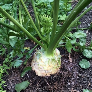 Giant Prague Celeriac Seeds (200), Celery Root Vegetable, Apium graveolens var rapaceum