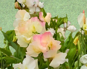 Mollie Rilstone Sweet Pea Seeds, Fragrant Climbing Flowers